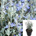 Teucrium Frut Compactum 1Gallon Tree Germander Plant Tree Germander Shrubby Germander Outdoor Live Plant Gr7