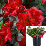 Azalea Autumn Fire 3Gallon Plant Flamboyant Plant Royal Poinciana Plant Flower Live Plant Gr7