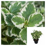 Ivy Swedish Variegated 6inches Plant Plectranthus Swedish Begonia Creeping Live Plant Ht7