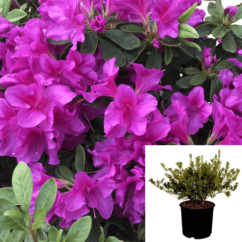 Azalea Encore Majesty 3Gallon Purple Plant Bloom Thon Lavender Reblooming Azalea Live Plant Outdoor Gr7