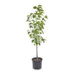Persimmon Chocolate On D. Lotus 5 Gallon Tsuru Noko Diospyros Digyna Supper Sweet Fruit Tree Live Best Dw7Ht7