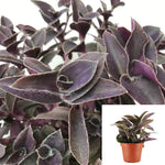 Tradescantia Fuzzy Plant Cobweb Spiderwort Purple 6Inches Pot Premium Rare Live Ht7 Best