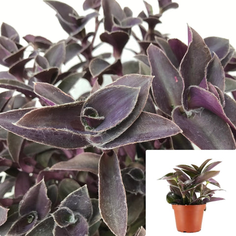 Tradescantia Fuzzy Plant Cobweb Spiderwort Purple 6Inches Pot Premium Rare Live Ht7 Best