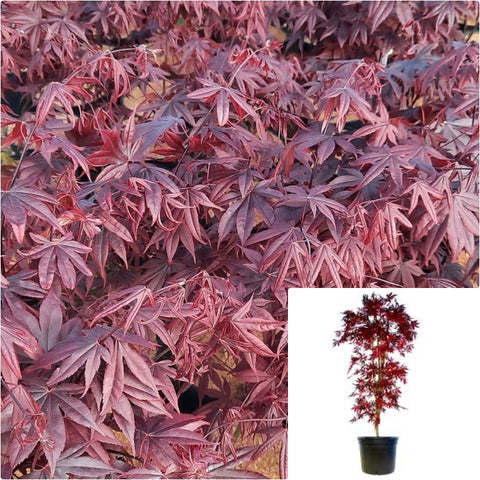 Acer Palmatum Bloodgood 7 Gallon Japanese Maple Plant Tree Live Plant Gr7