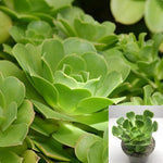 Aeonium Canariense Plant 4Inches Giant Velvet Rose Tree Aeonium Succulent Drought Tolerant Drought Tolerant Ht7 Best