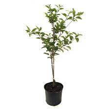 Fuji Apple Apple Deep Red Plant Malus Domestica Fuji fruit tree Live Plant 5 Gallon Gr7