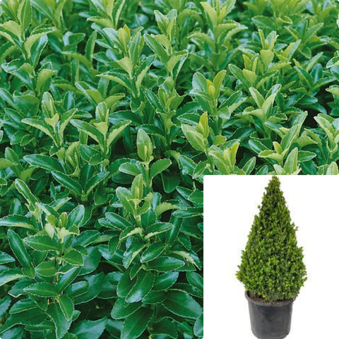 Euonymus Greenspire Cone Plant Euonymus Green Spire Plant Green Spire Japanese Euonymus 5Gallon Live Plant Outdoor Plant