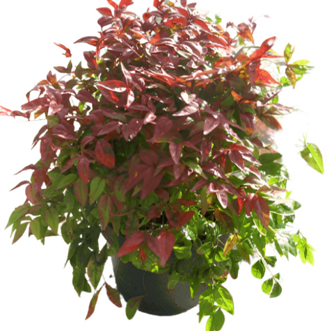 Nandina Domestica Firepower 5Gallon Heavenly Bamboo Nandina Domestica Firepower Shrub Live Plant Gr7 Gg7