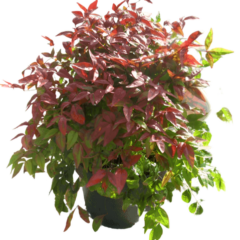 Nandina Domestica Firepower 5Gallon Heavenly Bamboo Nandina Domestica Firepower Shrub Live Plant Gr7 Gg7