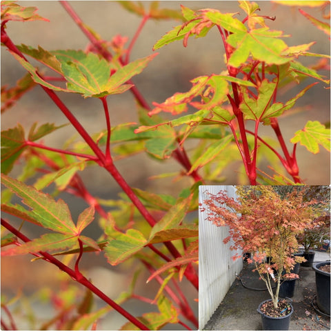 Acer Palmatum Fjellheim 7 Gallon Japanese Maple Plant Tree Live Plant Gr7