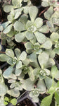 3 Cuttings Aeonium Haworthii Pinwhee Succulent Drought Tolerant Not Rooted