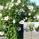 Hibiscus Red Heart Patio 5 Gallon Rose Of Sharon Actinidia Arguta Purpurna Sadowa Flower Live Plant Fr7