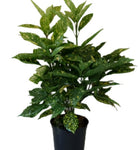 Aucuba Japonica Plant Spotted Laurel Plant Gold Dust Plant Japanese Laurel 5Gallon Tree Live Plant Outdoor Mr7