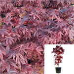 Acer Palmatum Bloodgood 5 Gallon Japanese Maple Plant Tree Live Plant Gr7