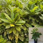 Aucuba Japonica Plant Spotted Laurel Plant Gold Dust Plant Japanese Laurel 5Gallon Tree Live Plant Outdoor Mr7