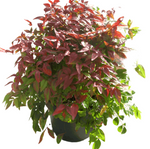 Nandina Domestica 5 Gallon Harbor Dwarf Plant Harbour Yellow Shrub Live Plant Gr7