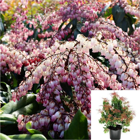 Pieris Japonica Flaming Silver 3 Gallon Plant Shrubs Live Plant Gg7