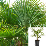 Chamaerops Excelsa 5Gallon Plant Chinese Windmill Palm Plant Chusan Palm Plant Palm Fortune Plant Outdoor Live Plant Ho7