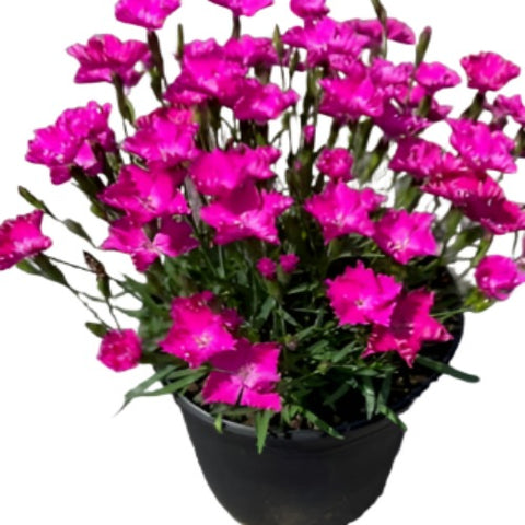 Dianthus Sunflor Kahori 1 Gallon Plant Mature Spread Carnation Flower Live Plant Ho7
