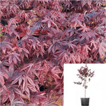Acer Palmatum Bloodgood 1 Gallon Japanese Maple Plant Tree Live Plant Gg7