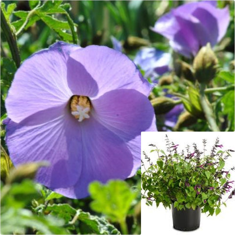 Alyogyne Huegelii Elektra Blue 5 Gallon Alyogane Heugelli Purple Plant Lilac Hibiscus Live Plant Outdoor Gr7