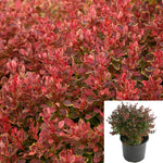 Berberis Thunbergii Crimson Pygmy 1 Gallon Japanese Barberry Live Plant Mr7