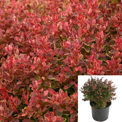 Berberis Thunbergii Crimson Pygmy 1Gallon Japanese Barberry Live Plant Mr7