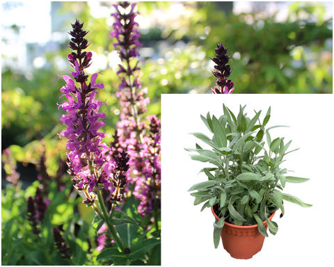 Salvia Prat Midnight Rose 10Packs Of 1 Quart Plants Perennial Garden Sage Palnt Live Plant Mr7