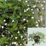 Bridal Veil Black Comet 4inches Plant Gibasis pellucida Plant Tahitian Bridal Veil Live plant Ht7