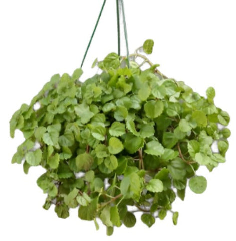 creeping charlie house plant Creeping Charlie 6Inches Plant Pilea Nummulariifolia Live Plant – NNplant