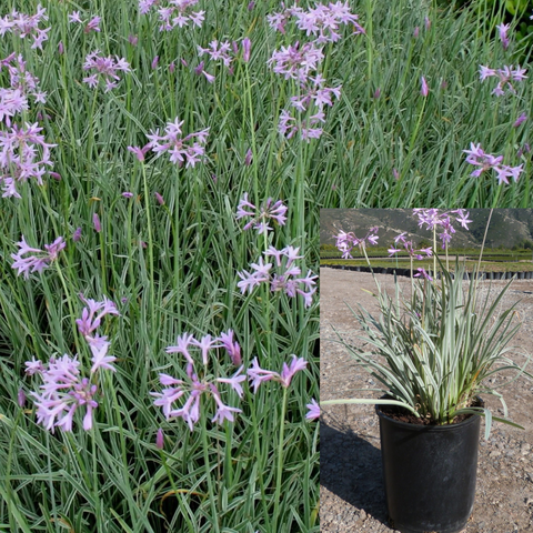 Tulbaghia Violacea Silver Lace 4inches Plant Variegated Yellow White Society Garlic Ground Covering Live Plant Best