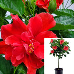 Hibiscus Double Red Patio 5 Gallon Tropical Hibiscus Double Red Flower Live Plant Fr7