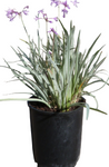 Tulbaghia Violacea Silver Lace 4inches Plant Variegated Yellow White Society Garlic Ground Covering Live Plant Best