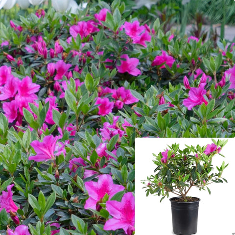 Azalea Formosa Phoenicea 1Gallon Plant Formosa Azalea Plant Coccinea Plant Vanessa Plant Evergreen Shrub Live Plant Gr7