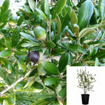 Quercus Ilex 1 Gallon Plant Holm Oak Plant Holly Oak Evergreen Plant Oak Tree Live Oak Perennial Live Plant Ht7 Best