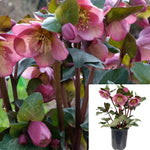 Helleborus Frostkiss Winter Angels Charmer 1 Gallon Plant Hybrid Lenten Roses Hellebores Flower Live Plant Ho7