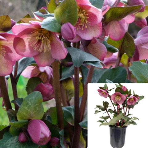 Helleborus Frostkiss Winter Angels Charmer 1 Gallon Plant Hybrid Lenten Roses Hellebores Flower Live Plant Ho7