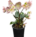 Helleborus Hgc Ice Roses Picotee 1 Gallon Plant Snow Winter Rose Lentern Hellebore Flower Live Plant Ho7