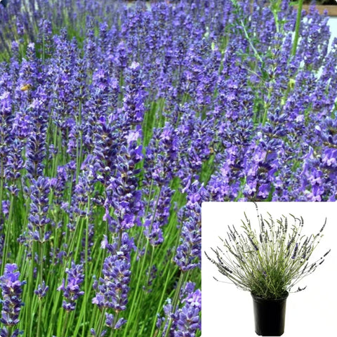 Lavandula Inter Phenomenal 1Gallon Plant English Lavender Plant Phenomenal Lavender Plant Flower Live Plant Ho7