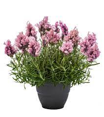 Lavandula Pink 5Gallon Plant Spanish Lavender Pink Plant Outdoor Shrub Live Plant Gr7