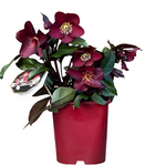 Helleborus Ice Roses Merlot 2 Gallon Plant Lenten Rose Snow Palnt Flower Live Plant Fr7