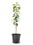 Plum Methley Yrlg 5 Gallon Plant Prunis Salicina Methley Plant Methley Japanese Plum Plant Outdoor Fruit Tree Live Plant Best Dw7Ht7