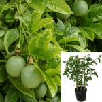 Passion Fruit 5 Gallon Passiflora Edulis Passion Flower Fruit Vine Live Plant Ht7