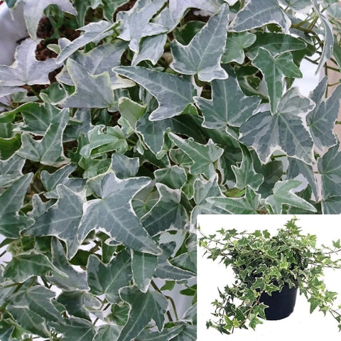 Hedera Helix Asterisk Variegated Glacier Ivy 1Gallon Pot Plant Asterisk English Ivy Live Plant Ht7 Best