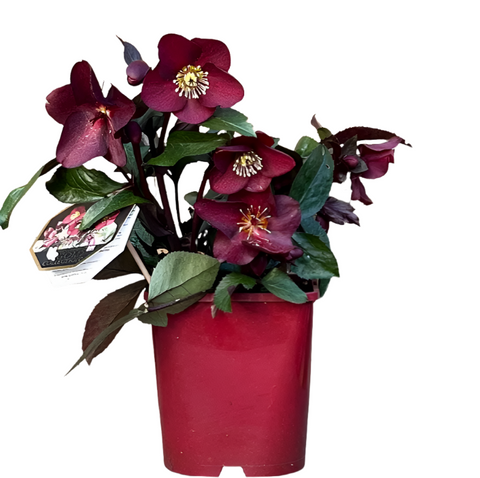 Helleborus Ice Roses Merlot 2 Gallon Plant Lenten Rose Snow Palnt Flower Live Plant Fr7