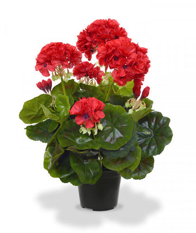 Zonal Geranium Scarlet Plant - Fantasia Scarlet Zonal Geranium 1 Gallon Live Plant Pht7