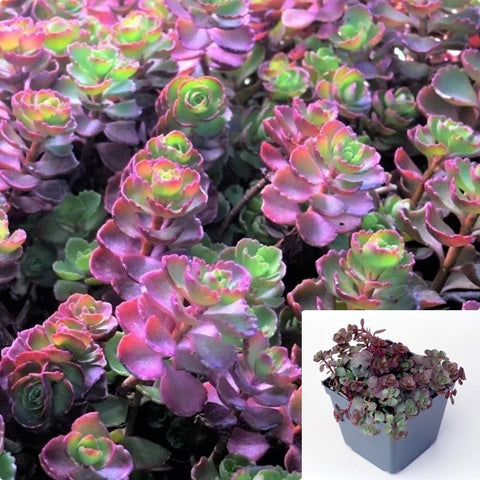 Sedum Elizabeth Plant Sedum Red Carpet Plant Sedum Spurium Plant Sedum Spurium Elizabeth Caucasian Stonecrop 6 Of 2Inches Pot Live Plant Ht7