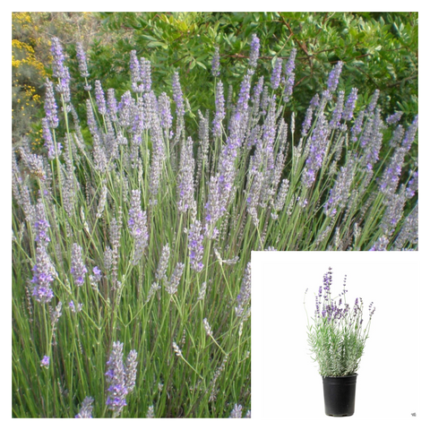Lavandula Inter Alba 1 Gallon Plant White Grosso Lavender Palnt Shrubs Live Plant Mr7