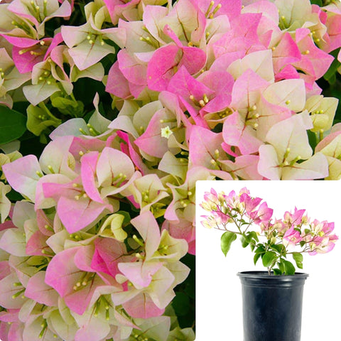 Bougainvillea Imp Thai Delight 5Gallon Plant Imperial Delight Bougainvillea Plant Bougainvillea Imperial Thai Delight Plant Flower Live Plant Gr7