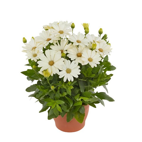 Osteospermum Ser White 1Gallon Plant African Daisy White Plant Daisybushes Plant Outdoor Flower Live Plant Gr7